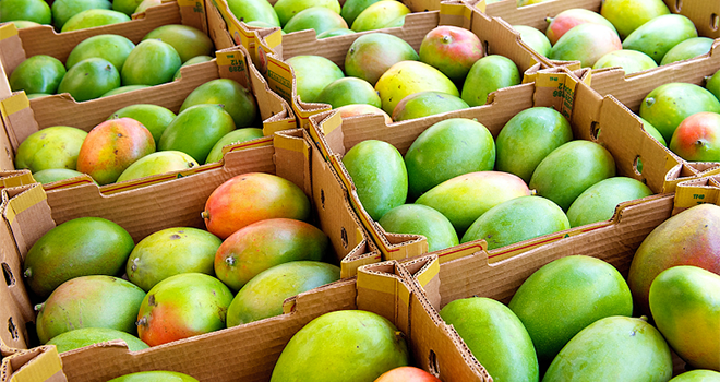 Filière mangue : 10 milliards de F CFA d’apport à l’économie par an